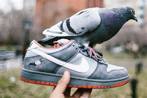 pigeon nike sb dunk